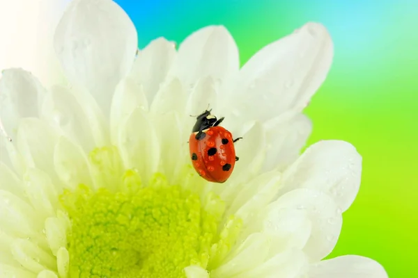 Vackra nyckelpiga på blomma, närbild — Stockfoto