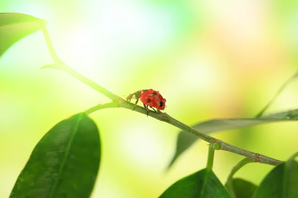 Bela joaninha na planta verde — Fotografia de Stock