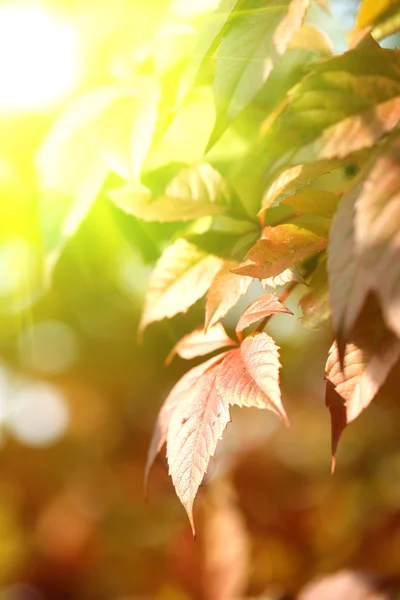 Foglie rosse su sfondo luminoso — Foto Stock