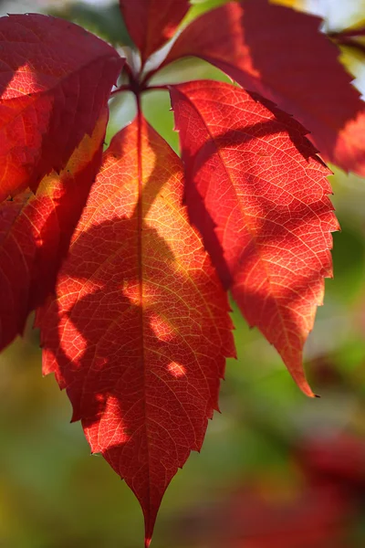 Red leaves on bright background — Stock Photo, Image