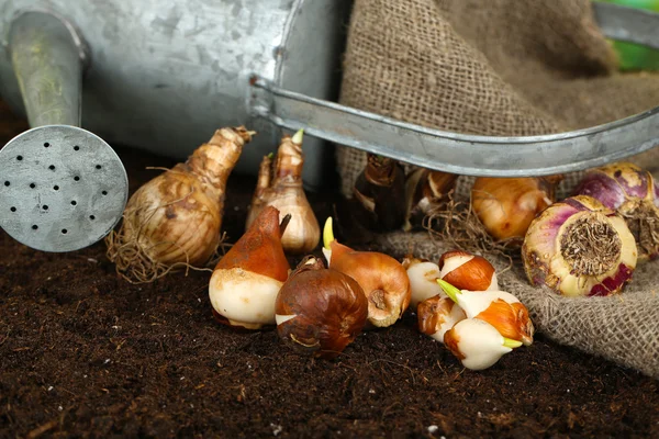 Samenstelling met drenken kan, rouwgewaad en bloem bollen op humus, op donkere achtergrond — Stockfoto