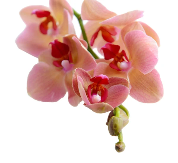 Mooie bloeiende orchidee geïsoleerd op wit — Stockfoto