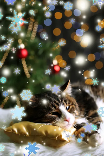Söt katt liggande på matta med jul inredning — Stockfoto