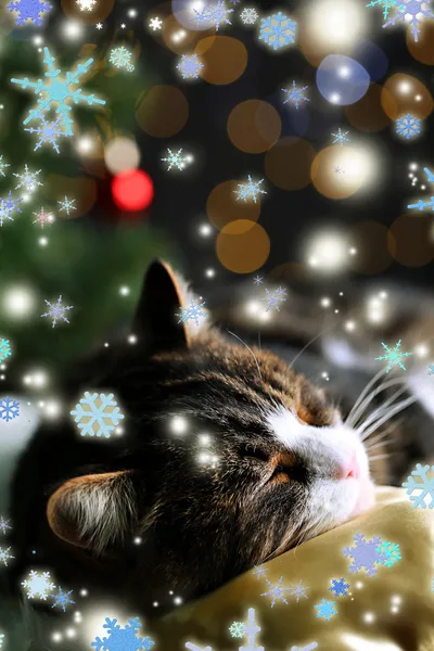 Cute cat lying on carpet with Christmas decor — Stock Photo, Image