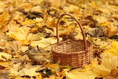 sonbahar yaprakları üzerinde bahçesinde boş sepet