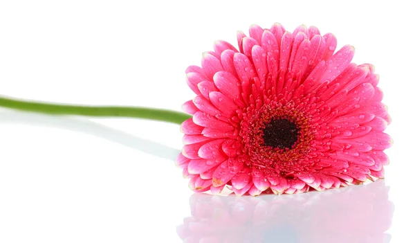 Beautiful pink gerbera flower isolated on white — Stock Photo, Image
