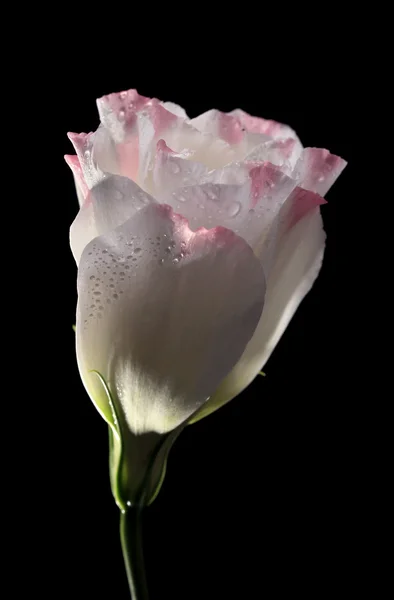 블랙에 고립 된 eustoma 꽃 — 스톡 사진