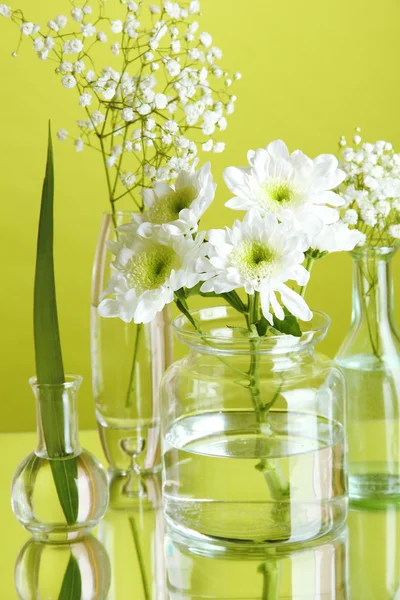 Roślin w różnych pojemnikach szklanych na zielonym tle — Zdjęcie stockowe