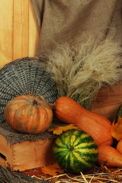 Pumpkins and watermelons with wicker stand on straw on sackcloth background — Stock Photo, Image