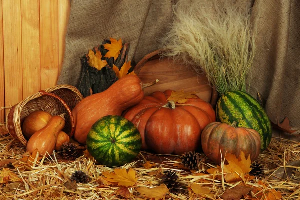 Pumpkins in basket and watermelons and wooden tub on straw on sackcloth background — Stock Photo, Image