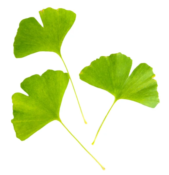 Ginkgo biloba listy izolované na bílém — Stock fotografie