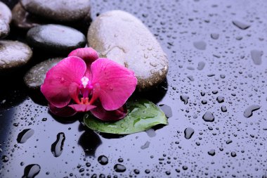 güzel çiçek açan orkide su damlaları ve gri arka plan üzerinde spa taşlar ile kompozisyon