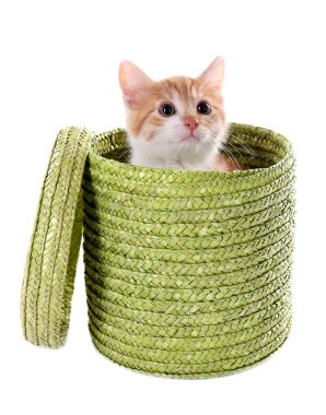 küçük kedi üzerinde beyaz izole hasır sepet