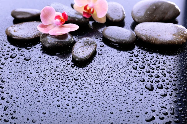 Composición con hermosa orquídea floreciente con gotas de agua y piedras de spa, sobre fondo gris claro —  Fotos de Stock