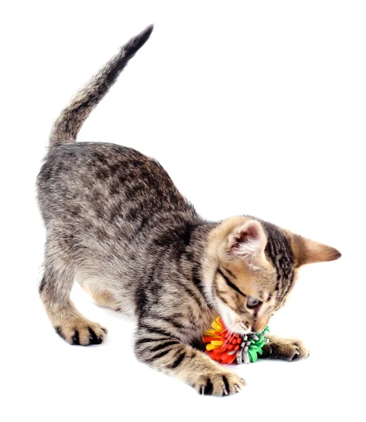 Pequeno gatinho com bola isolada em branco — Fotografia de Stock