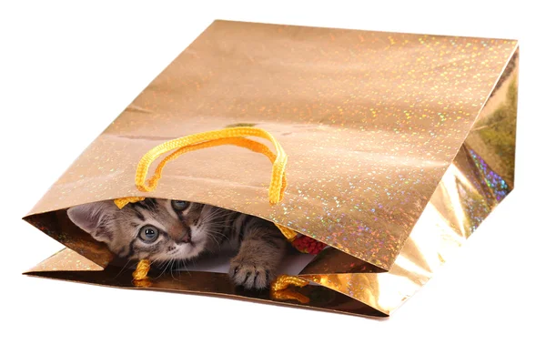Pequeño gatito en paquete aislado en blanco — Foto de Stock
