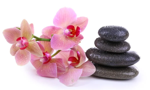 Composición con hermosa orquídea floreciente con gotas de agua y piedras de spa, aisladas en blanco Fotos De Stock Sin Royalties Gratis