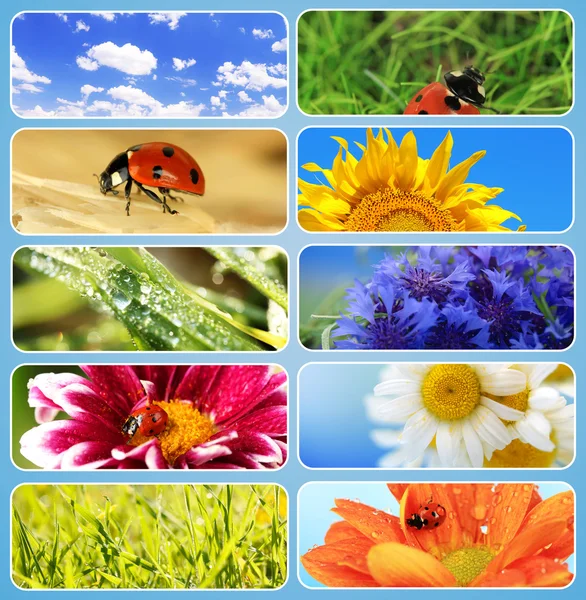 Collage av vacker natur — Stockfoto