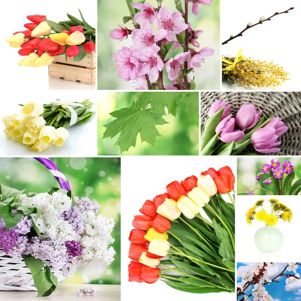 Jarní květiny koláž — Stock fotografie