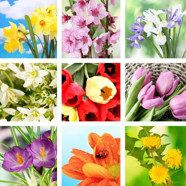 Vårblommor collage — Stockfoto