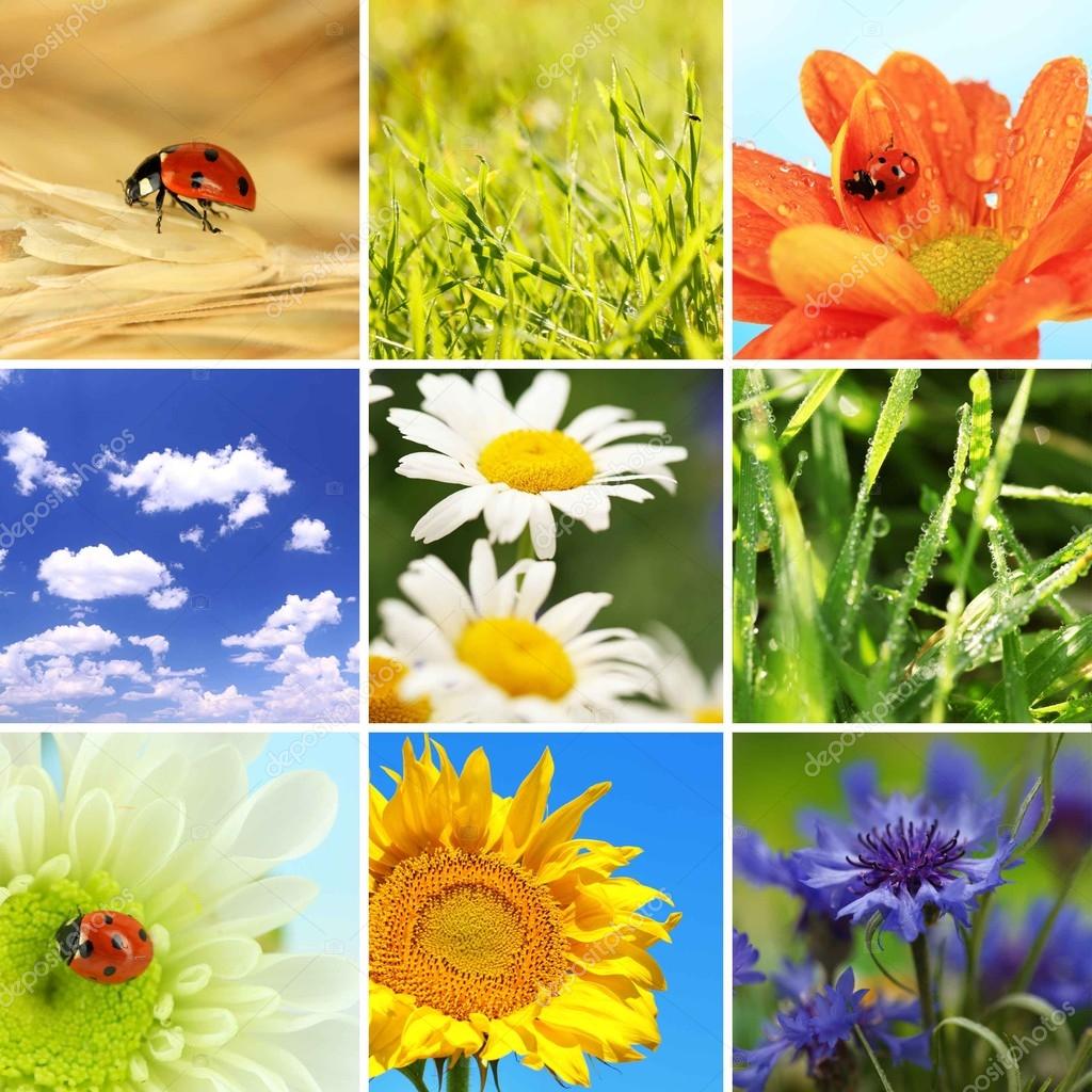 Collage of beautiful nature Stock Photo by ©belchonock 36856319