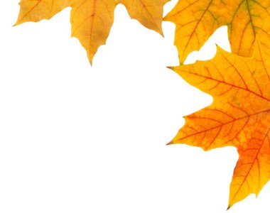 Sarı akçaağaç yaprakları üzerinde beyaz izole