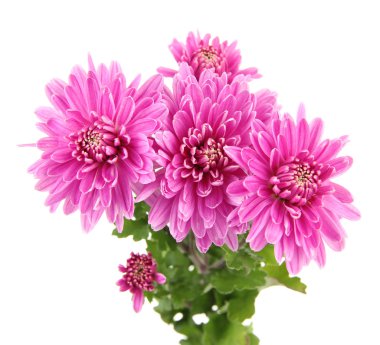 beyaz izole sonbahar pembe krizantem