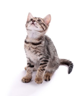 küçük kedi üzerinde beyaz izole