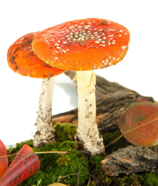 Red amanitas with moss isolated on white — Stock Photo, Image