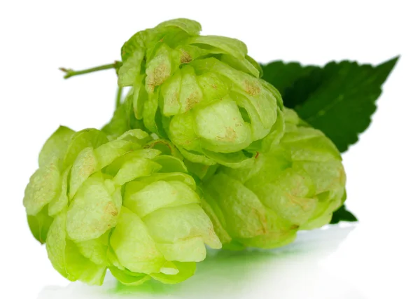 Houblon vert frais, isolé sur blanc — Photo