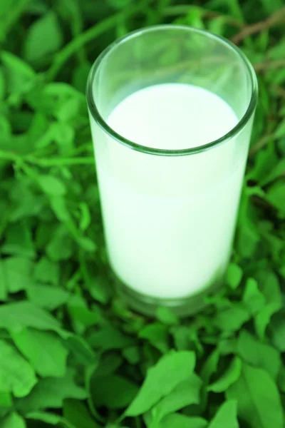 Glas melk op gras — Stockfoto