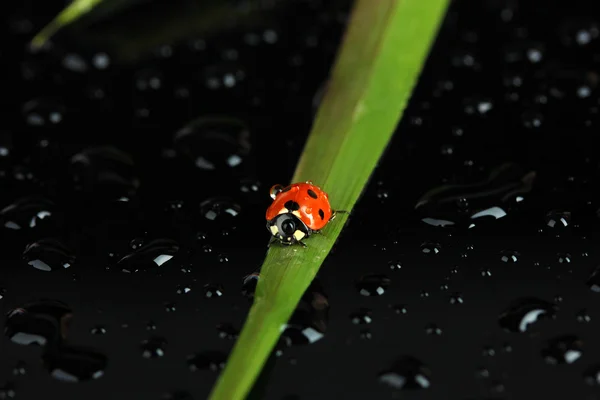 Schöner Marienkäfer auf grünem Gras, auf schwarzem Hintergrund — Stockfoto