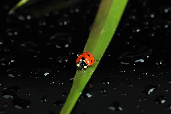 Belle coccinelle sur herbe verte, sur fond noir — Photo