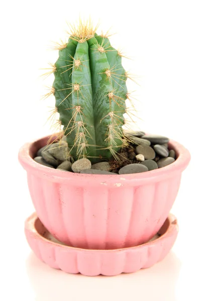 Cactus in bloempot, geïsoleerd op wit — Stockfoto