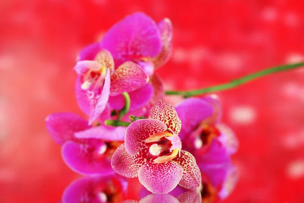 美丽的兰花，在红色的背景上 — 图库照片