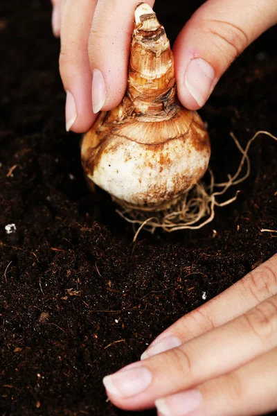 Mano con bulbos de flores sobre fondo humus —  Fotos de Stock