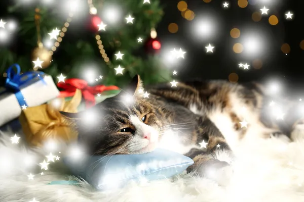 可爱的猫咪躺在地毯上，圣诞节装饰 — 图库照片