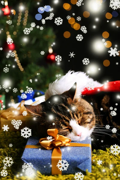 Niedliche Katze liegt auf Teppich mit Weihnachtsdekor — Stockfoto