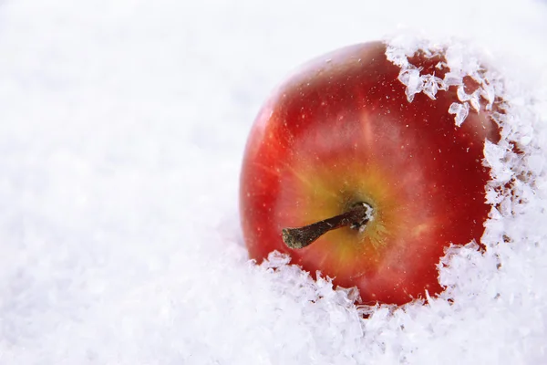Pomme rouge dans la neige isolée sur blanc — Photo