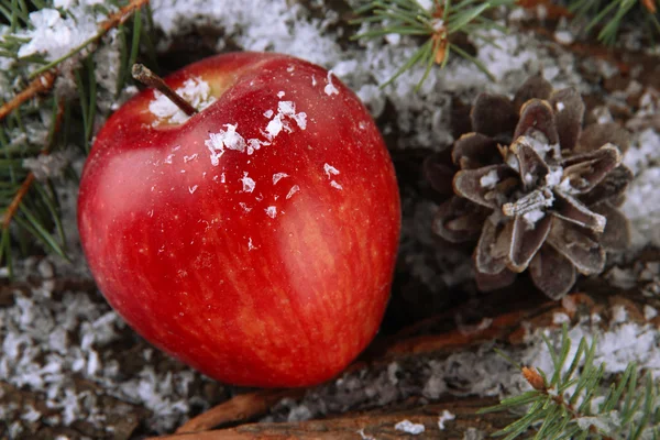 Pomme rouge avec branches de sapin sur l'écorce dans la neige gros plan — Photo