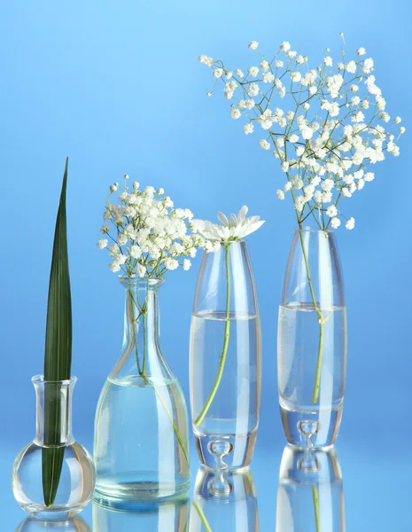 Roślin w różnych pojemnikach szklanych na niebieskim tle — Zdjęcie stockowe