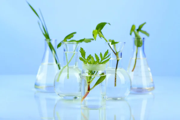 Plants in test tubes, on color background — Stock Photo, Image