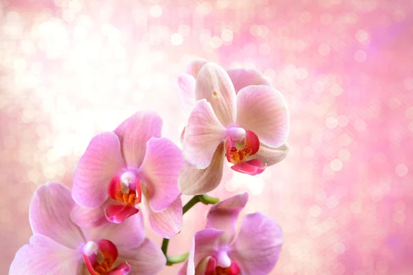 Beautiful blooming orchid on light color background — Stock Photo, Image