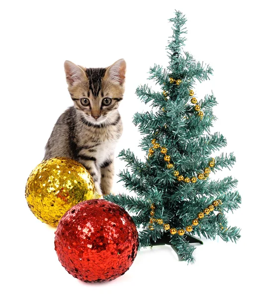 Pequeno gatinho com decorações de Natal isolado em branco — Fotografia de Stock