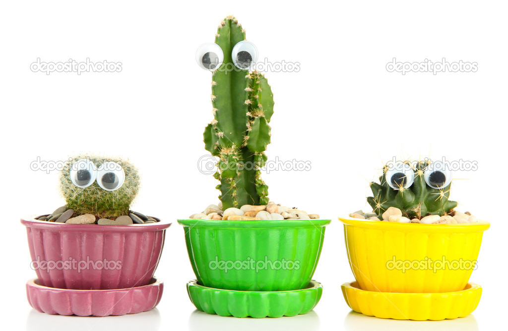 Cactuses in flowerpots with funny eyes, isolated on white