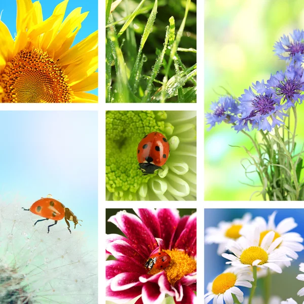 Collage de hermosa naturaleza —  Fotos de Stock