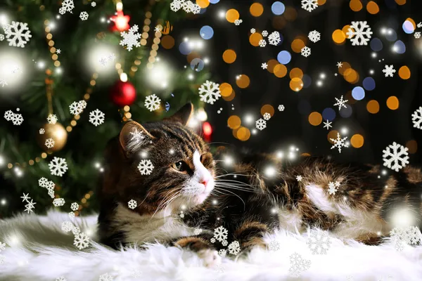 Ładny kot leży na dywanie z Boże Narodzenie wystrój — Zdjęcie stockowe
