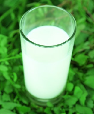 çimenlerin üzerinde süt