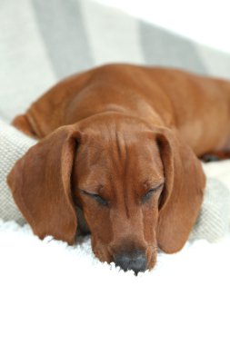 sevimli köpek yavrusu