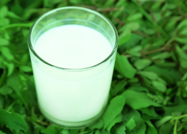 Стакан молока на траве — стоковое фото
